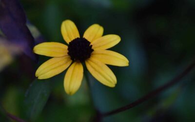 More of your food recovery questions | Orri