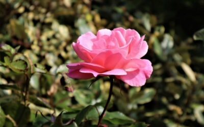 pink rose in a garden mollie