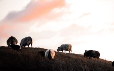 sheep grazing atop a hill with a sunrise backdrop
