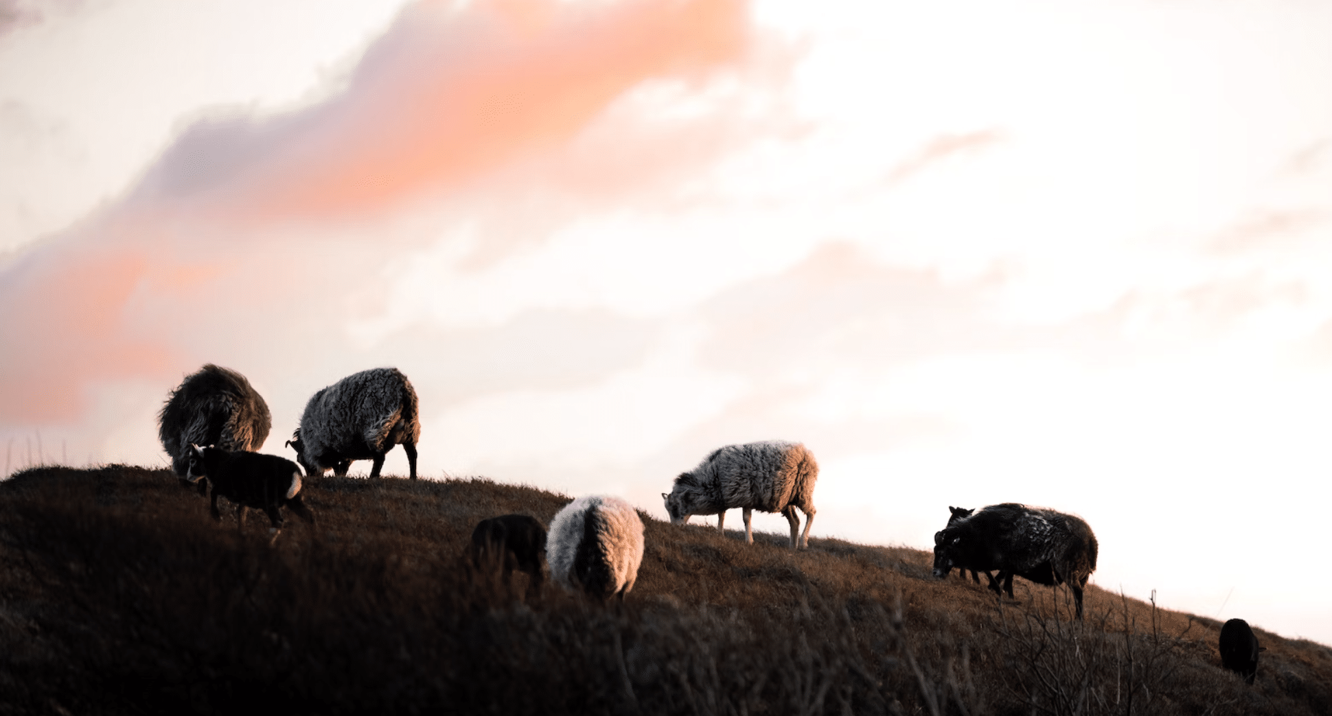 sheep grazing atop a hill with a sunrise backdrop